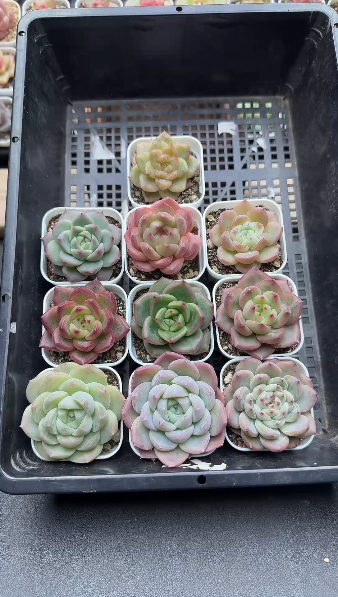 珍妮杂交多肉B57