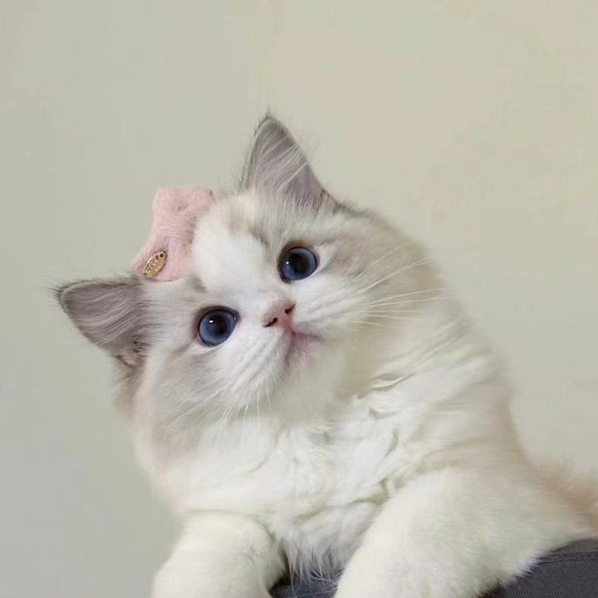 老舅萌宠87麦小狗精品猫咪蓝白蓝猫美短虎斑起司布偶银渐层金渐层