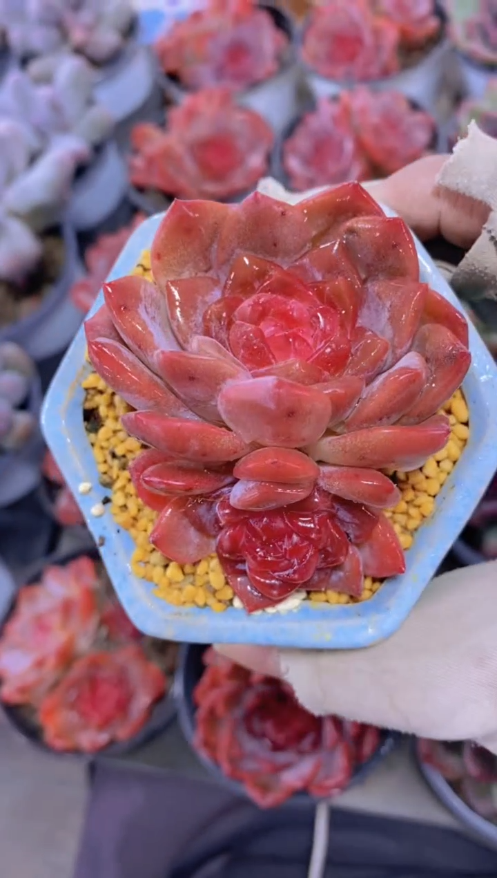 193-糖心琥珀双头（量拍）