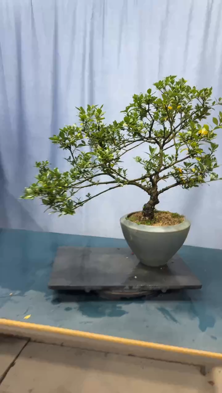 【闪购商品】盆景栀子花