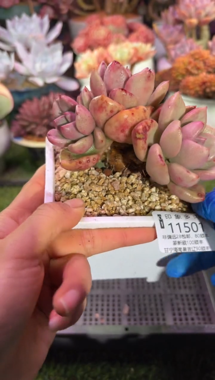 【闪购商品】11501