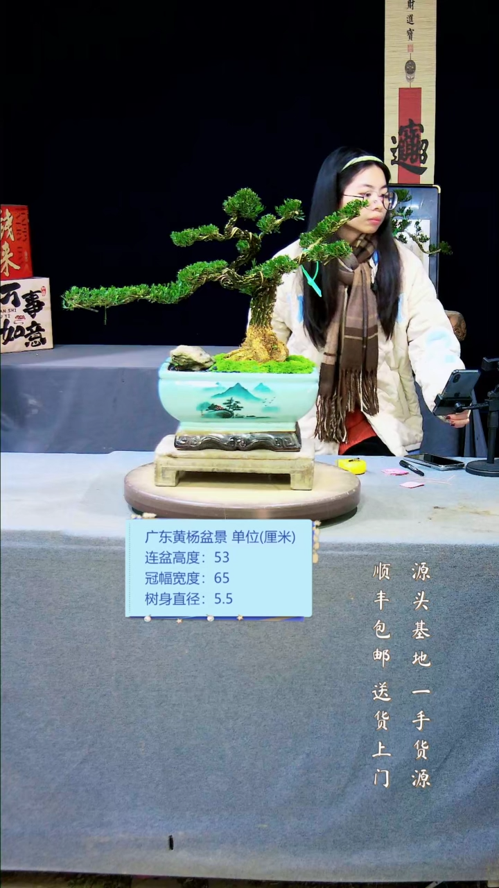 【闪购商品】黄杨盆景黄杨盆景