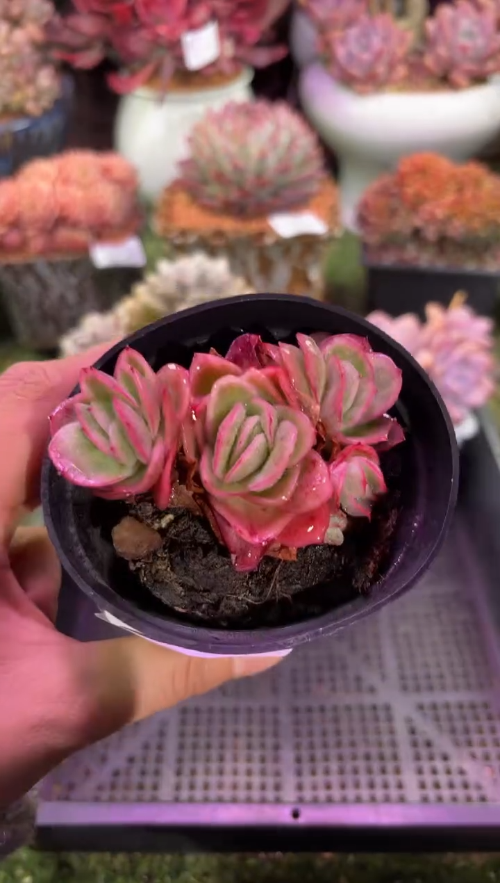 【闪购商品】09954