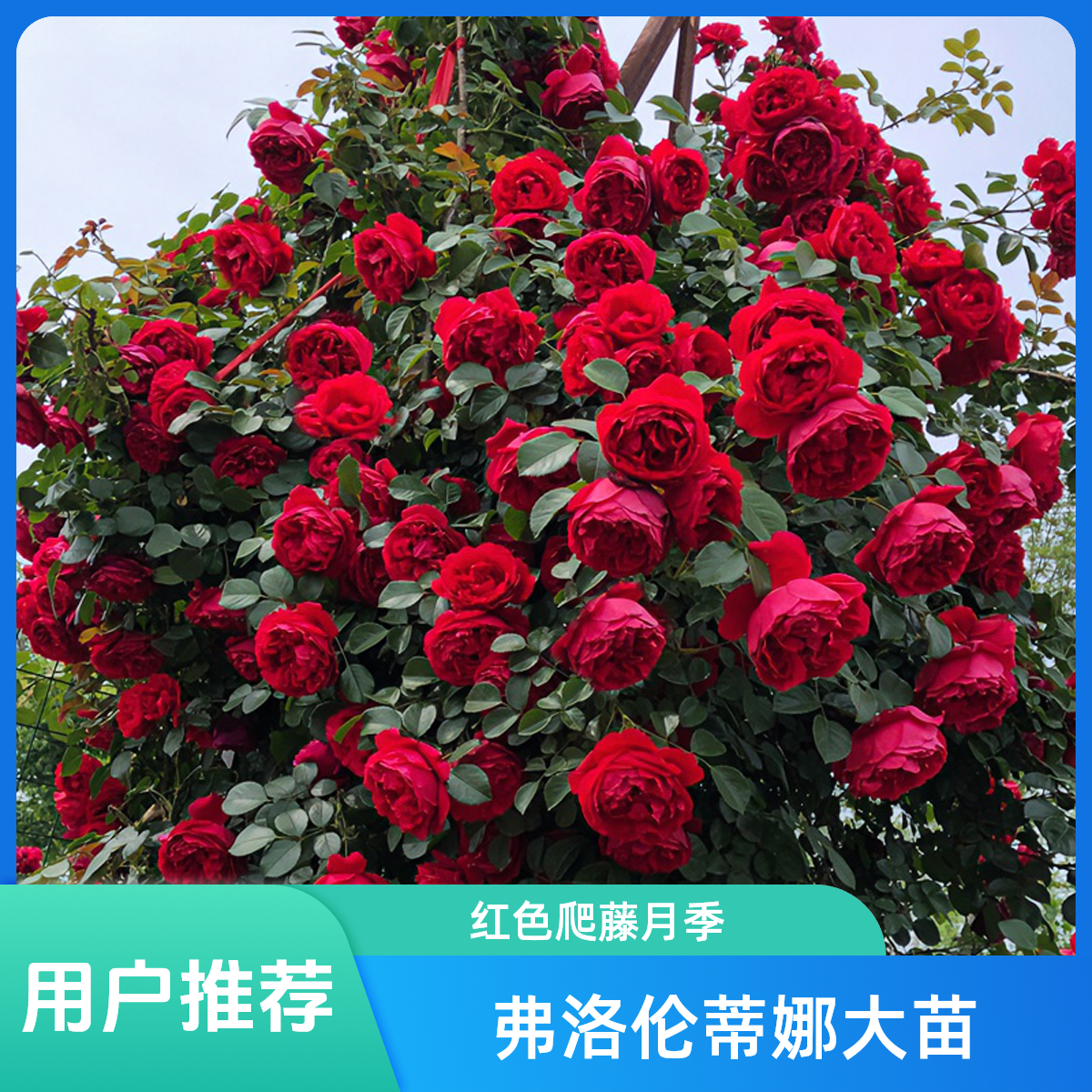 【顺丰快递】弗洛伦蒂娜  1.5米左右大苗藤本盆栽庭院可爬藤地栽