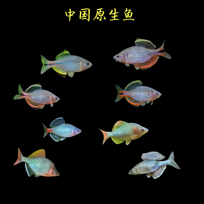 江西齐氏鱊鳑鲏鱼原生鱼冷水鱼小型鱼皮实好养