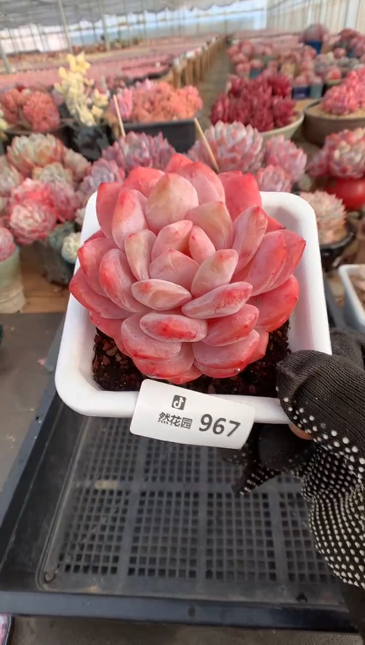 967雪天使多肉植物一物一拍