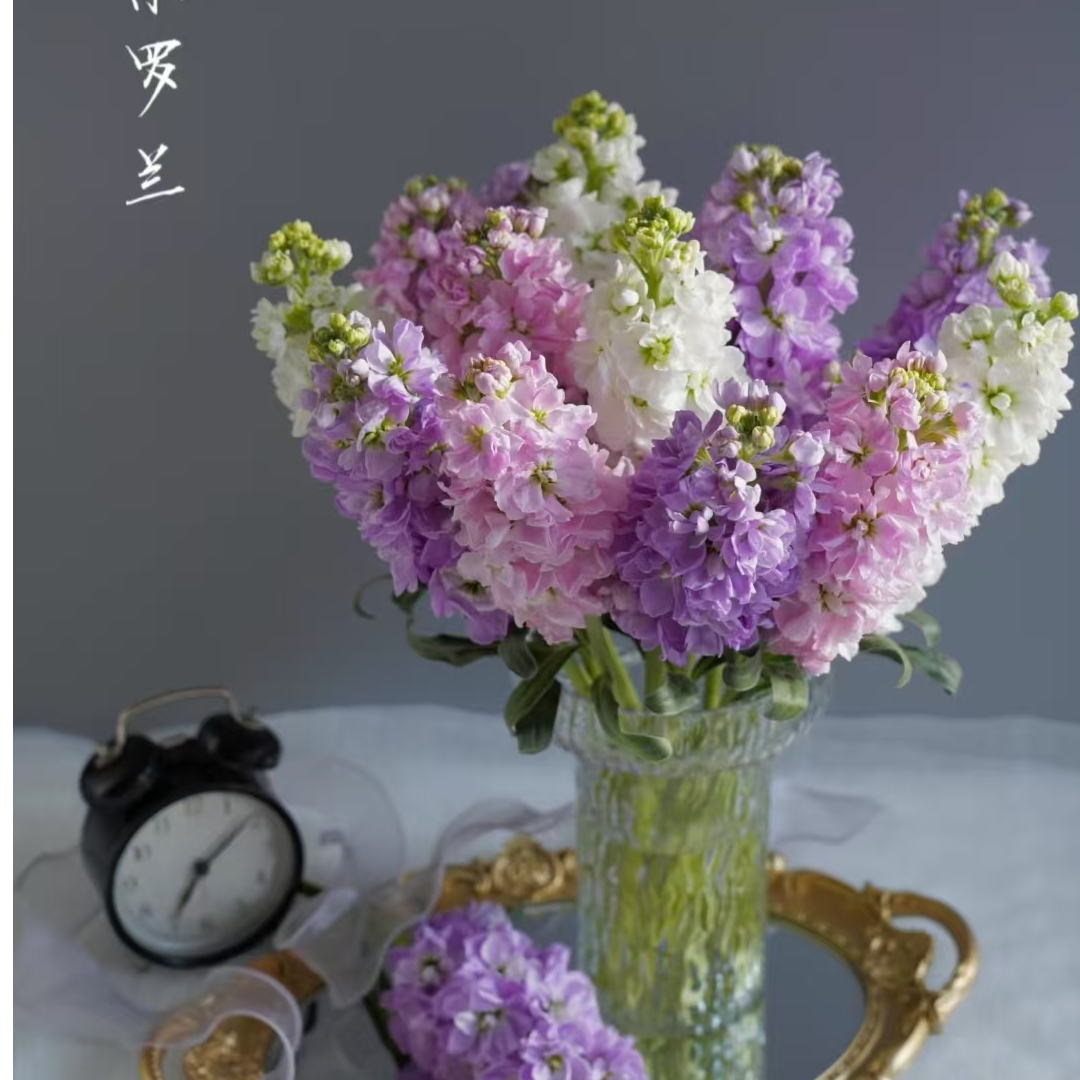 【紫罗兰鲜切花】云南优质基地采摘发货  