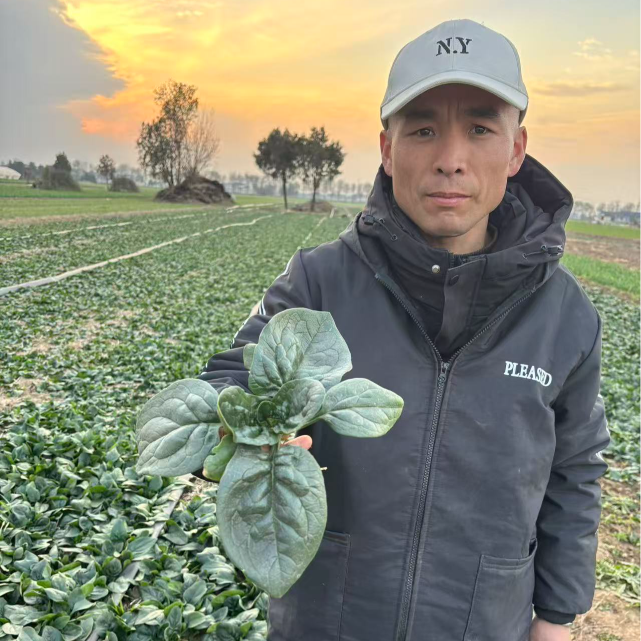 兴平市露天趴地菠菜，菠菜