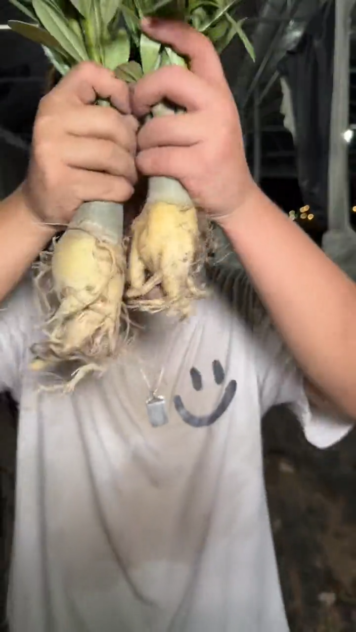 2颗 沙漠玫瑰【带根】