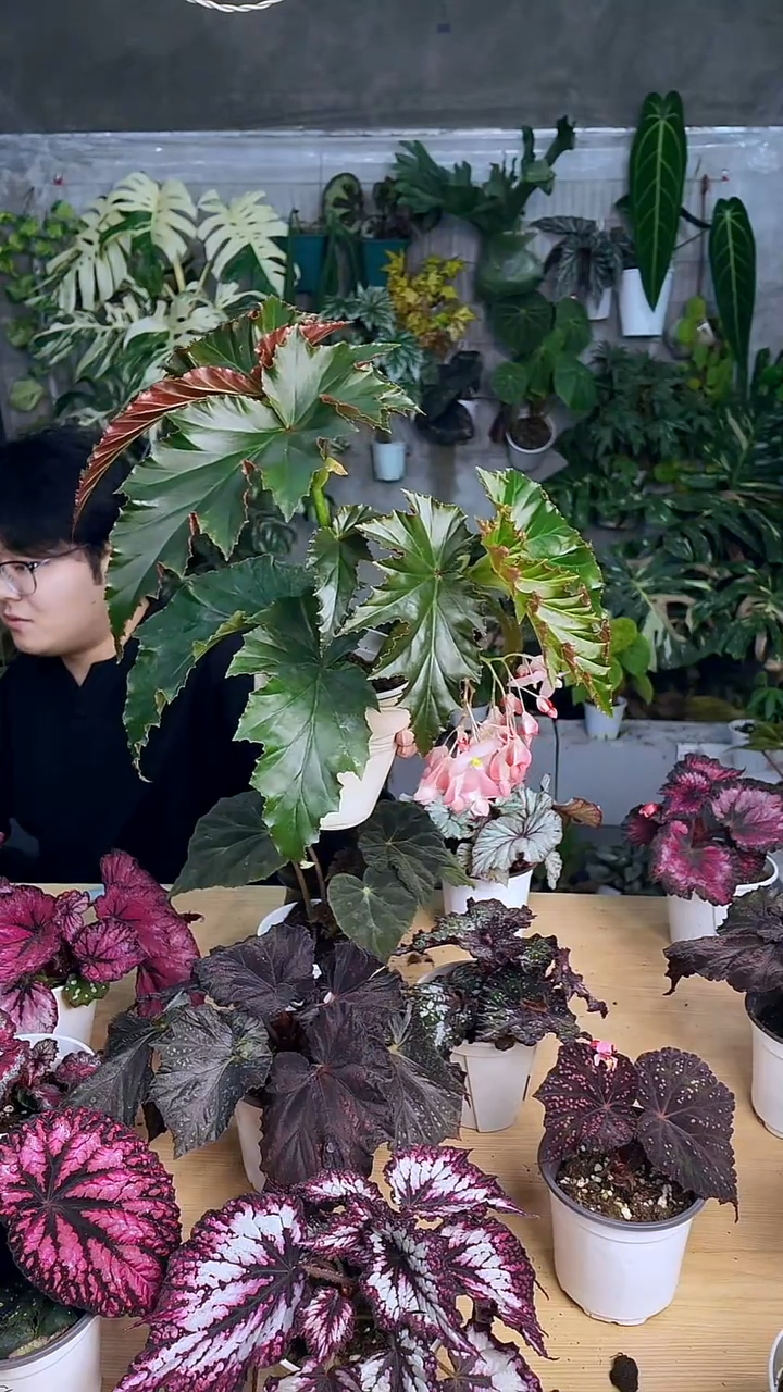 完全开放容若秋海棠8345双支