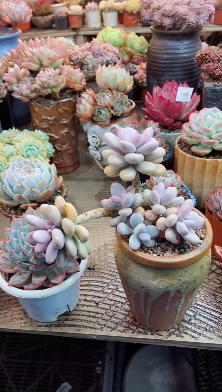 【闪购商品】13057