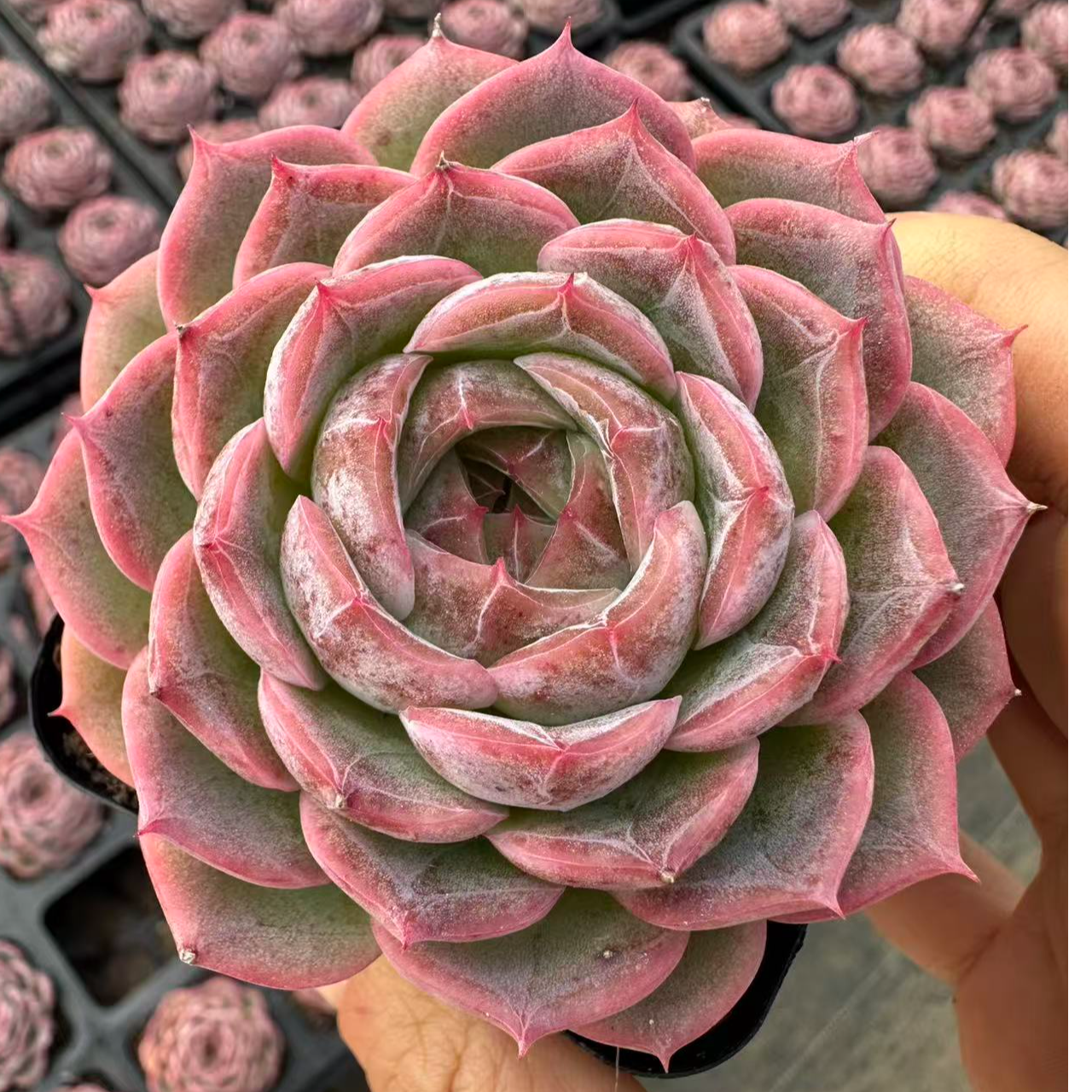 7#宝格丽体验版多肉植物  前男友精品多肉