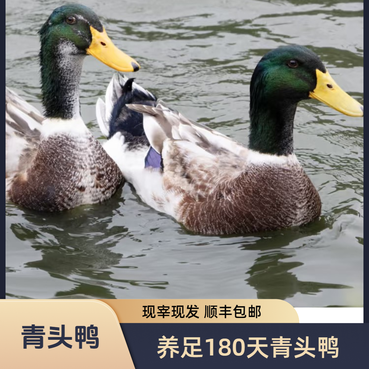 [一只青头鸭]粮食喂养180天以上 现宰现发 净膛 顺丰包邮