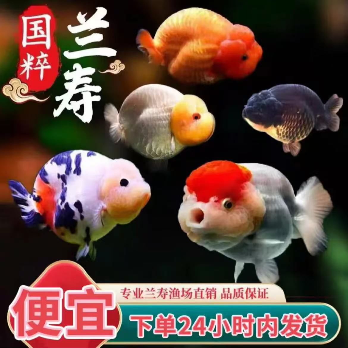 Y25.9兰寿鱼苗 活体产品 一经发出 不退不换