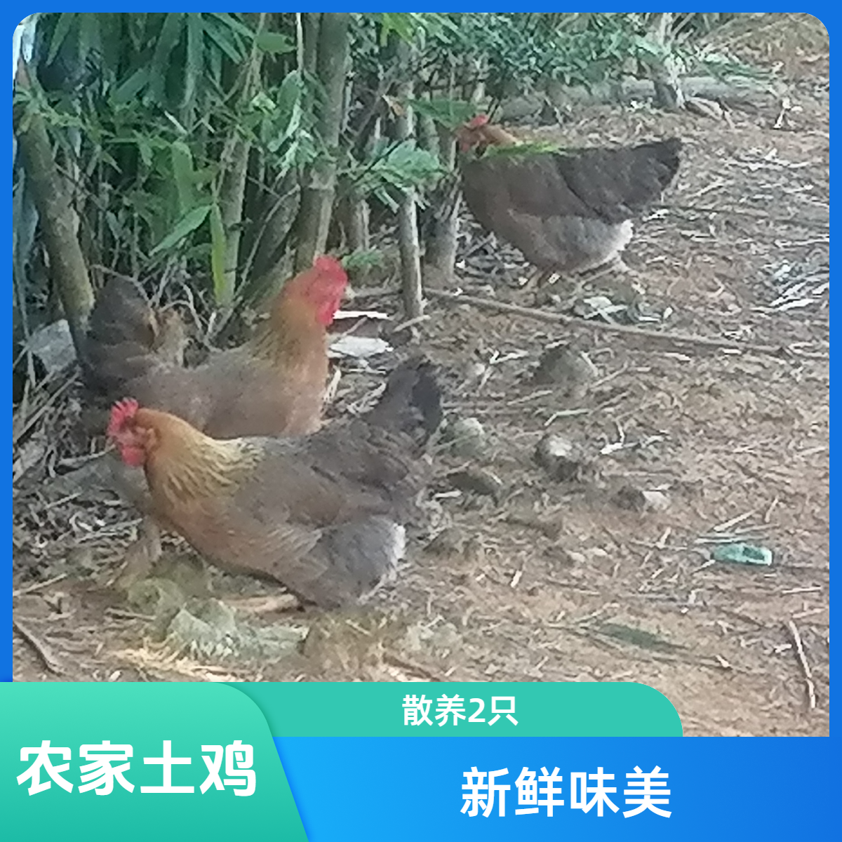 农家散养土鸡项158元2只【240天】