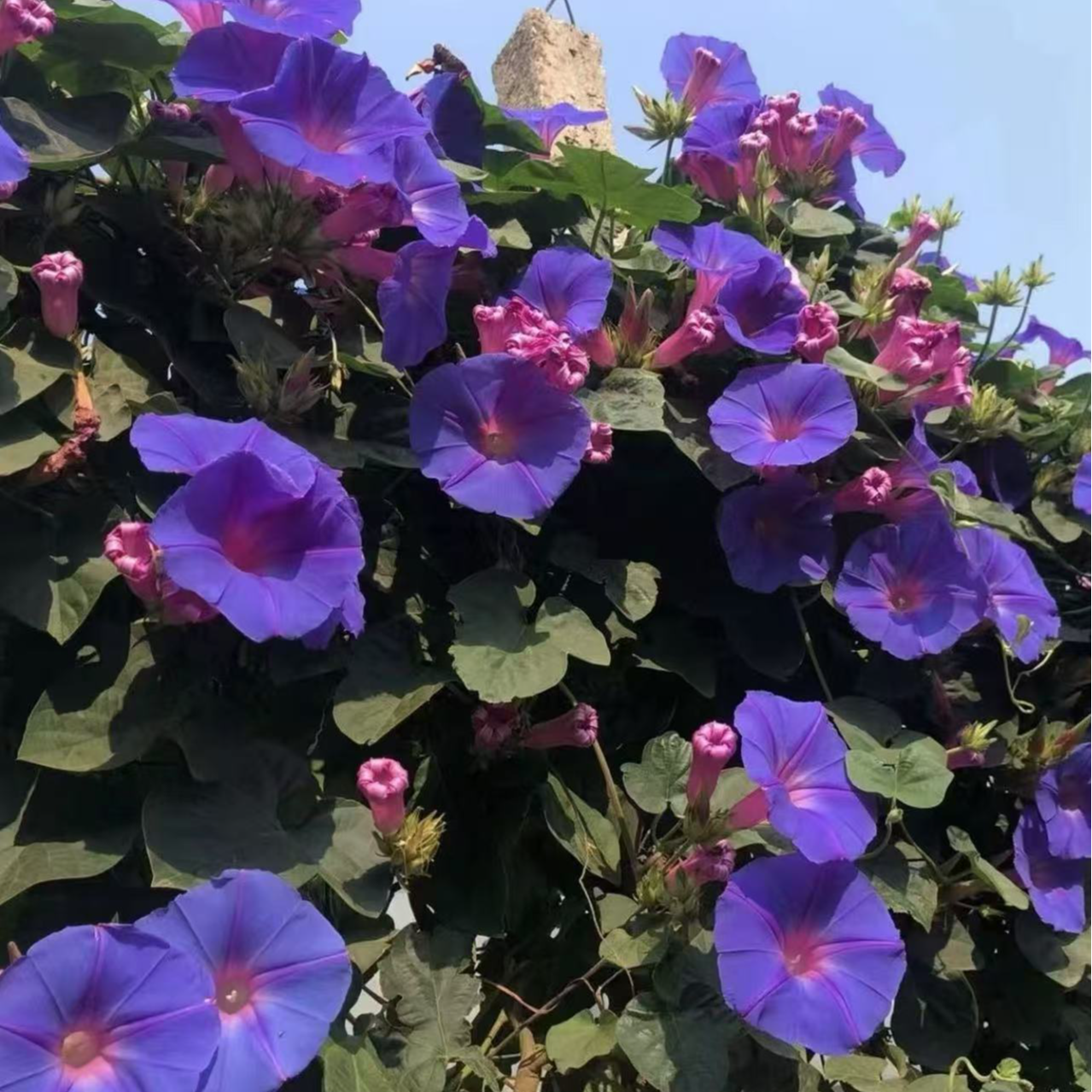 【爬藤牵牛花】牵牛花爬藤四季种花草阳台盆栽庭院喇叭花卉