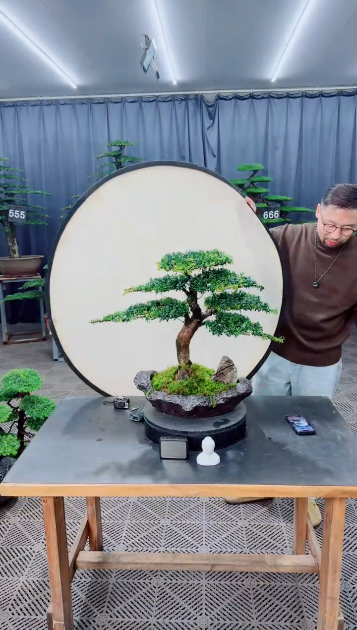 无花朵盆景.......