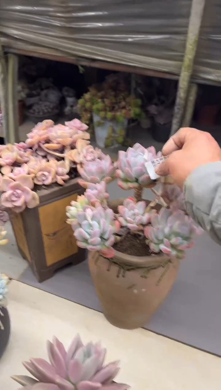 沉****l黑大帅多肉118灰姑娘