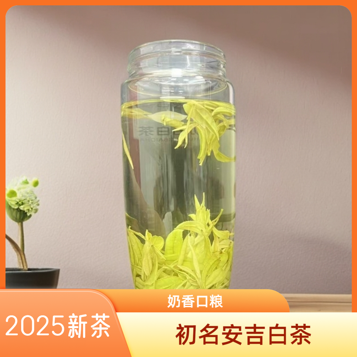 N198原产地安吉白茶2025年安吉口粮奶白黄金芽茶