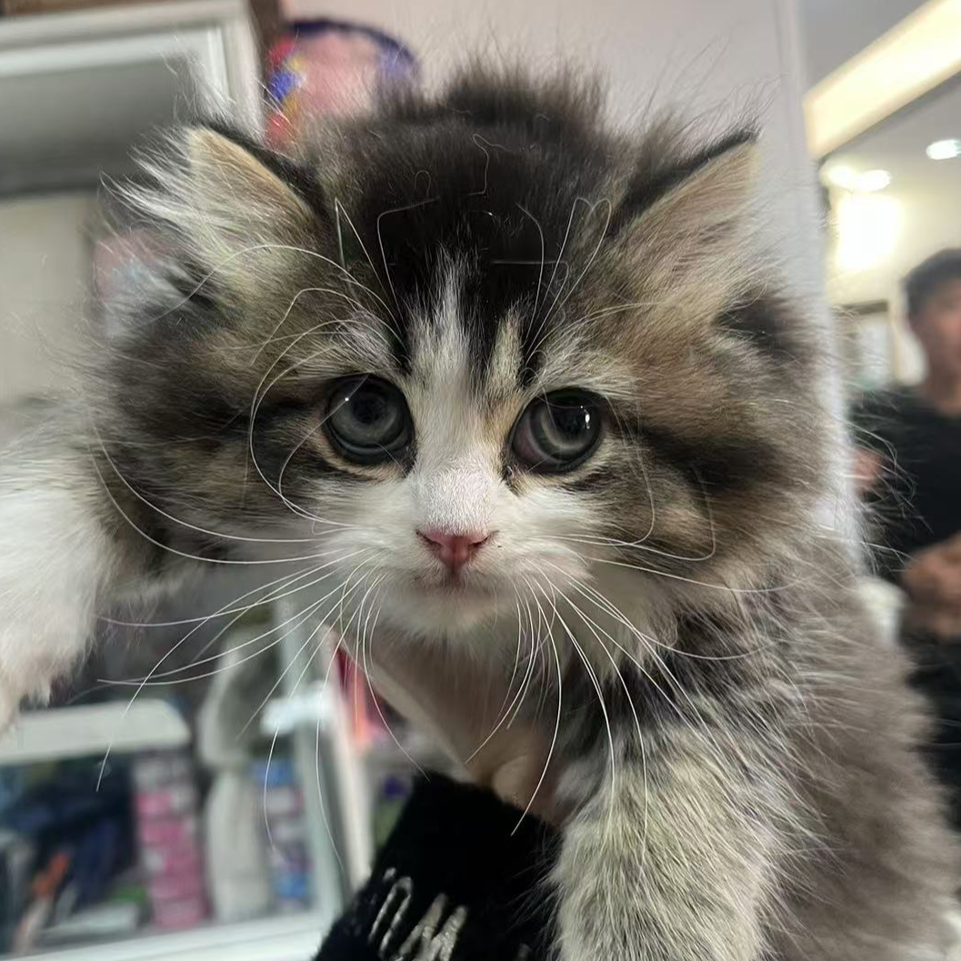 来了姊妹-金加白英长猫 弟弟 38