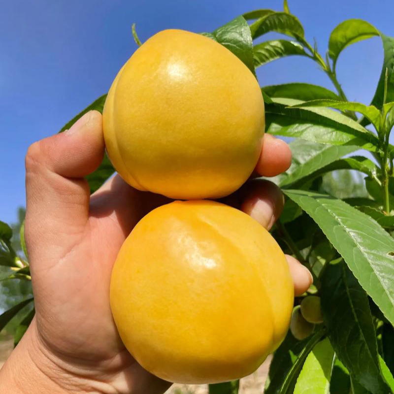 山东蒙阴黄金油桃2/4.5斤装当季新鲜水果多汁香甜
