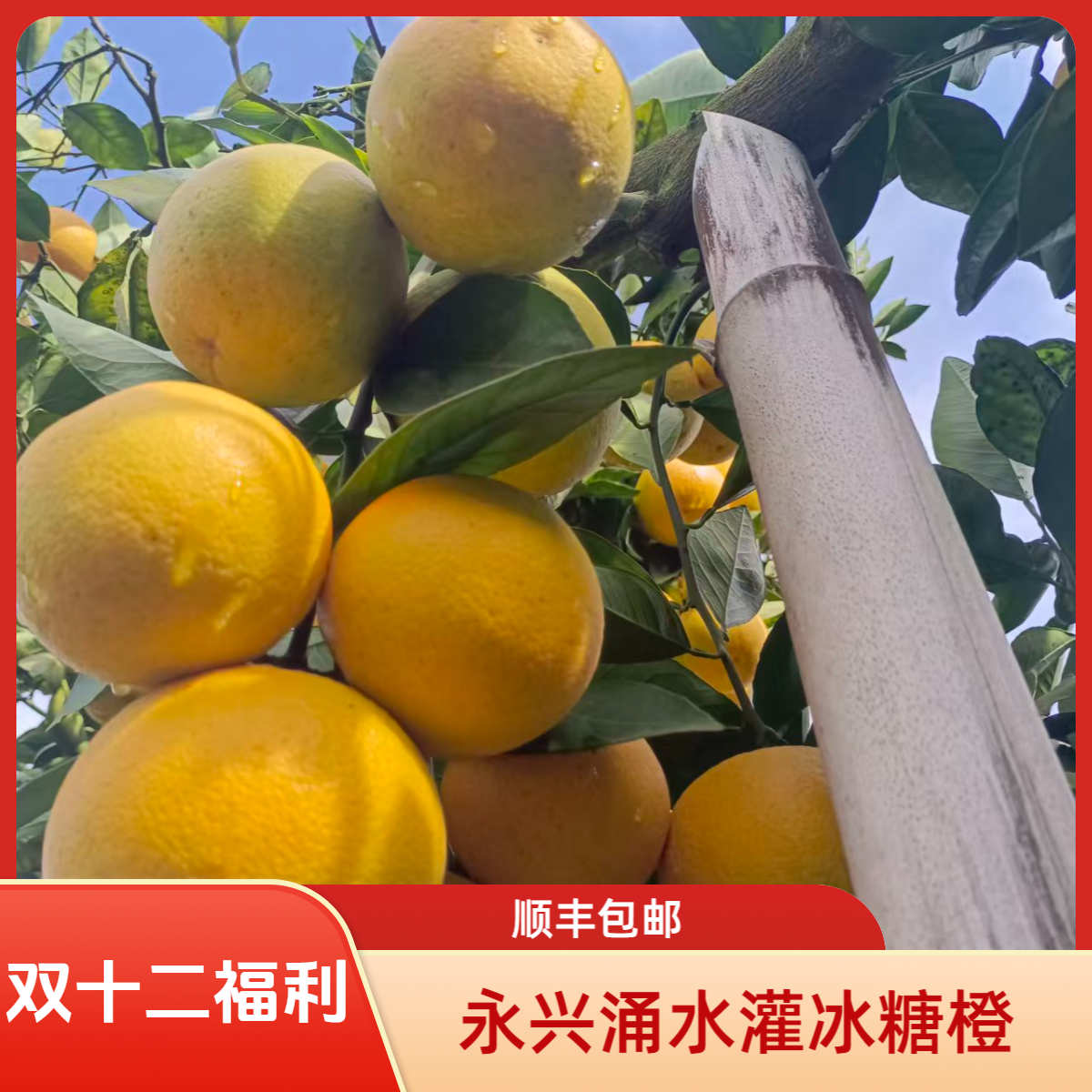 【双十二福利】买一送一炸福利了永兴涌水灌冰糖橙当季水果顺丰包邮