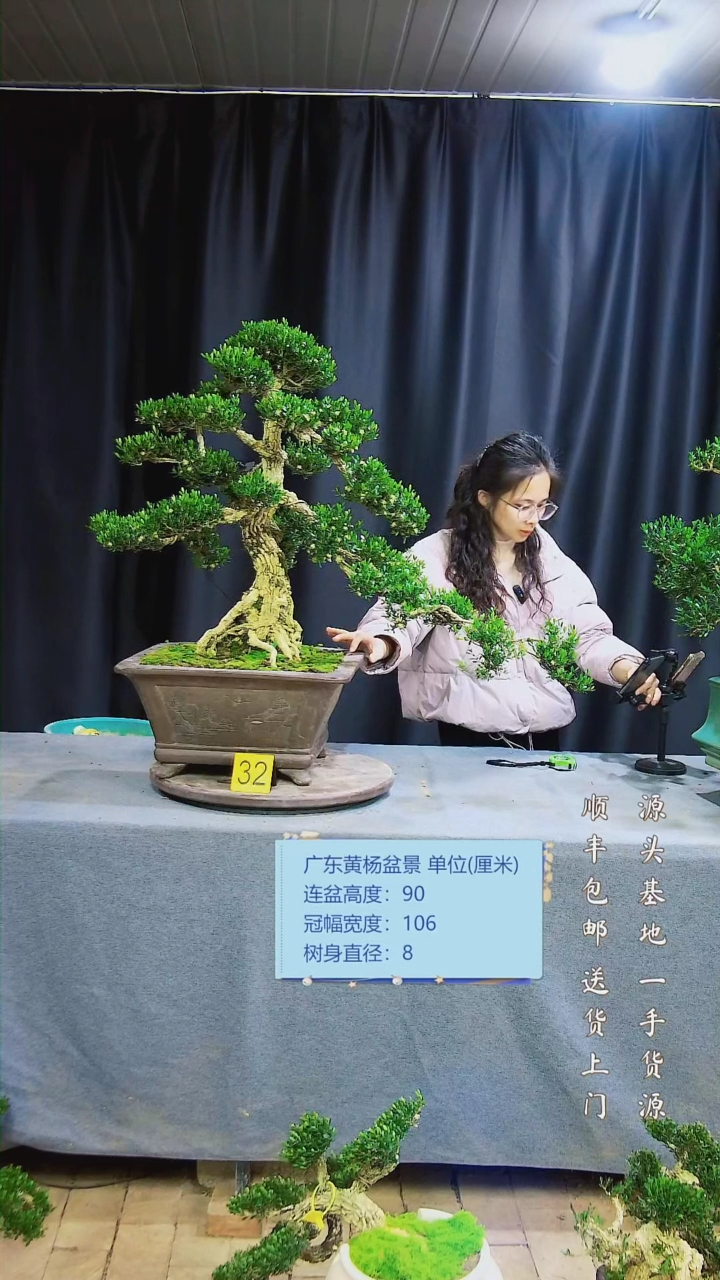 【闪购商品】黄杨盆景黄杨盆景