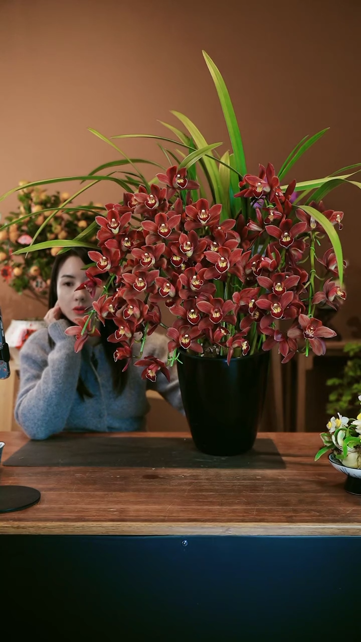 【闪购商品】盆景朱古力 礼盒