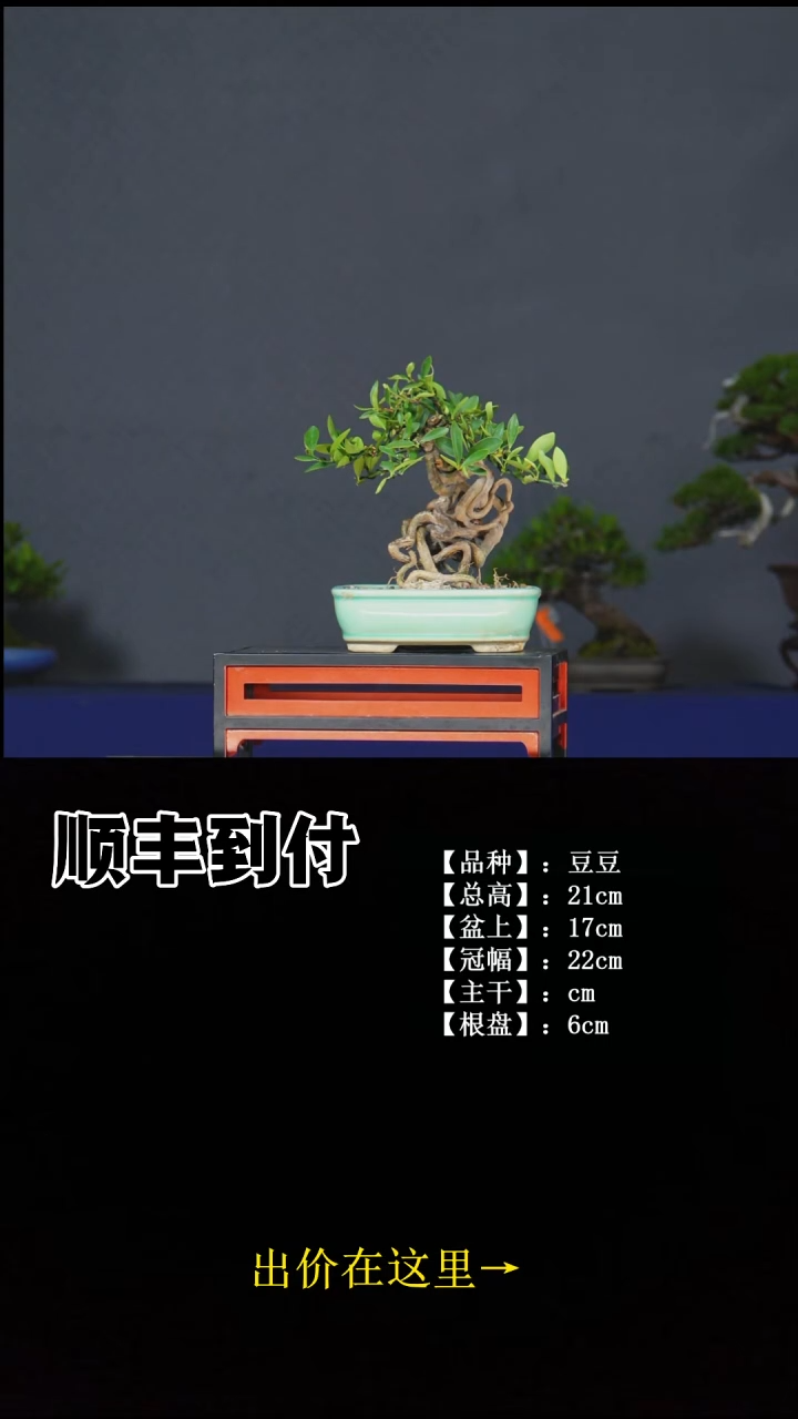 无花朵豆豆 不包邮