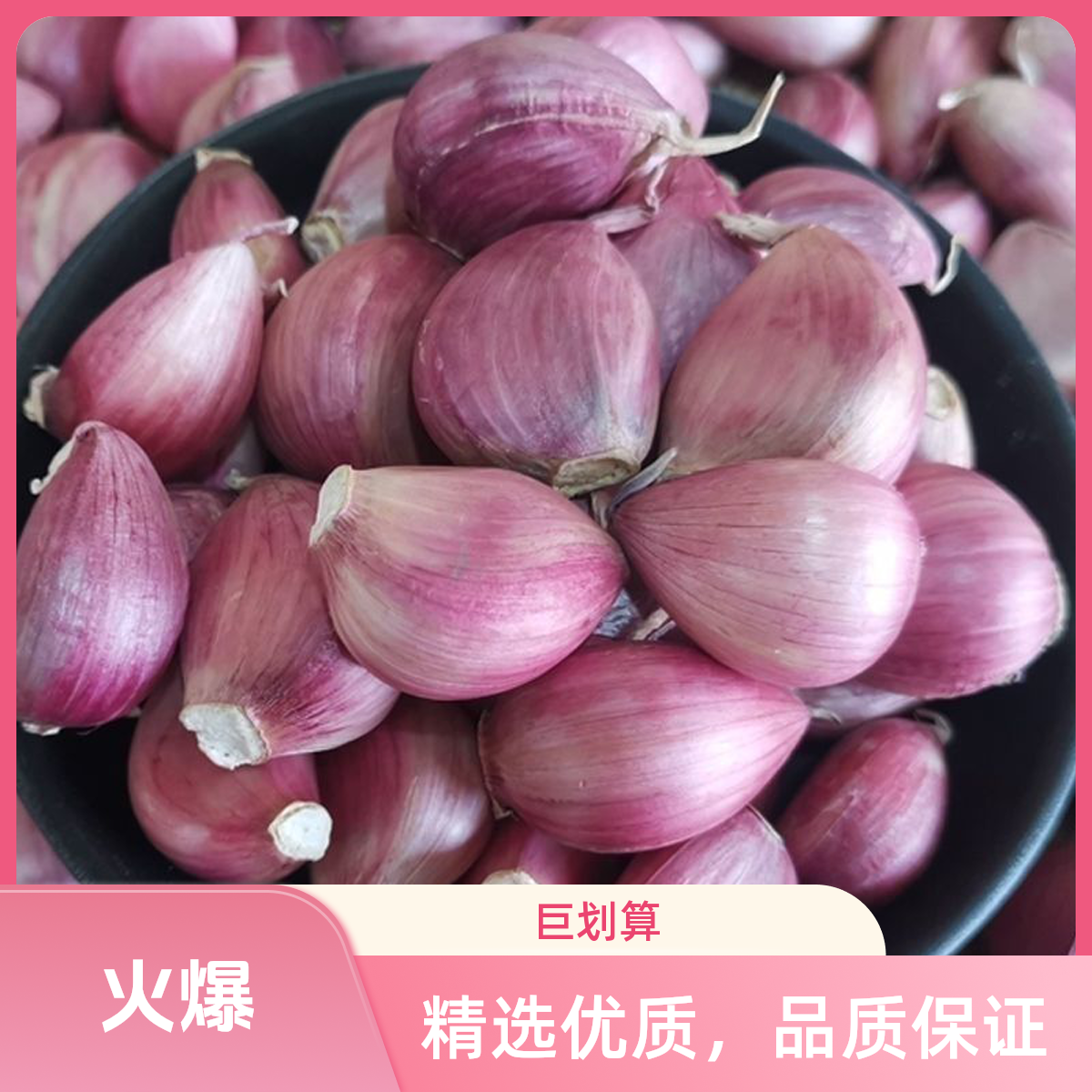 【蒜香味浓郁】云南老品种紫皮蒜瓣香辣饱满蒜香浓郁可调味精品