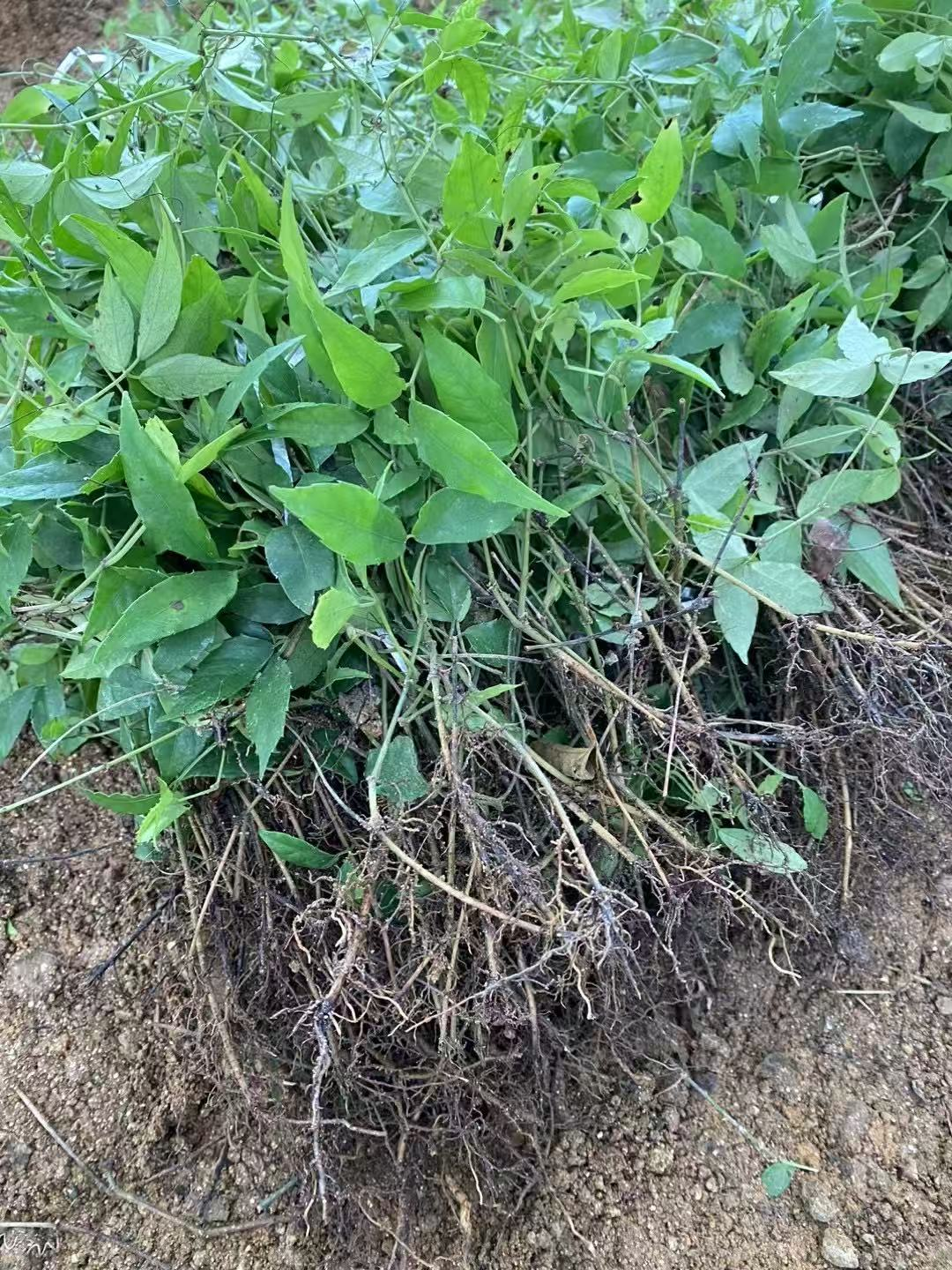 支持三农小叶紫藤三叶青种苗