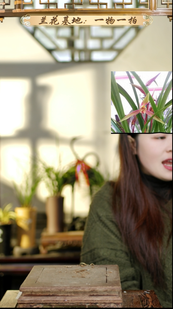 完全开放黄荷梅10苗7花苞