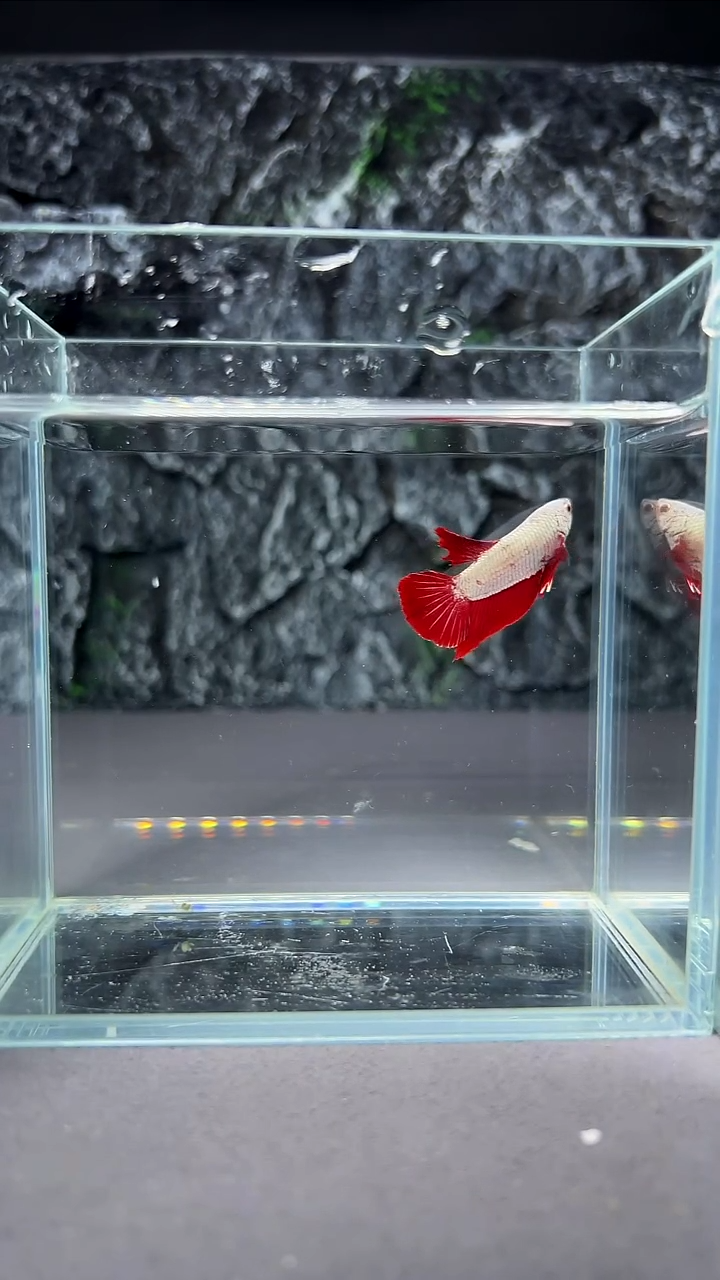 斗鱼竞拍链接A065