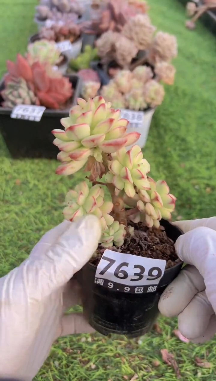 【闪购商品】信福多肉一物一拍