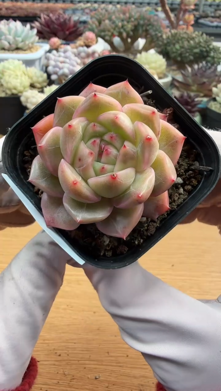 东云多肉园二店-136