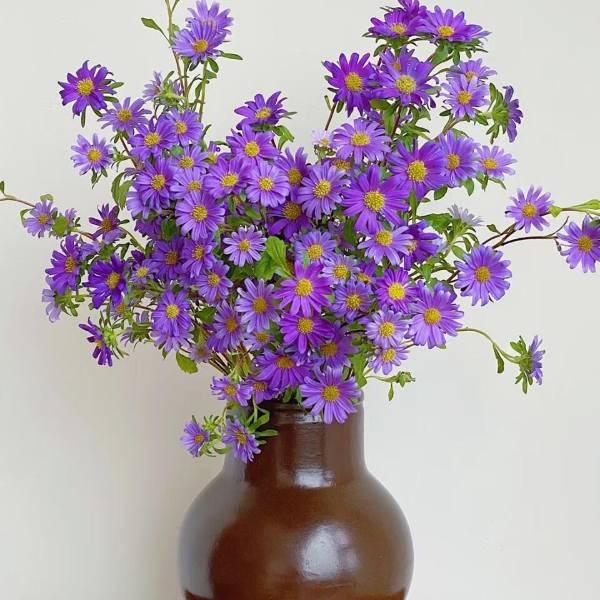 【迷你菊】气质款花期长云南鲜花基地直发母亲节送礼