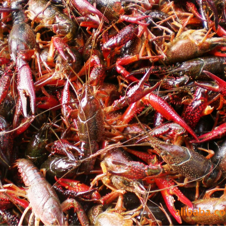 白洋淀小龙虾3-5斤