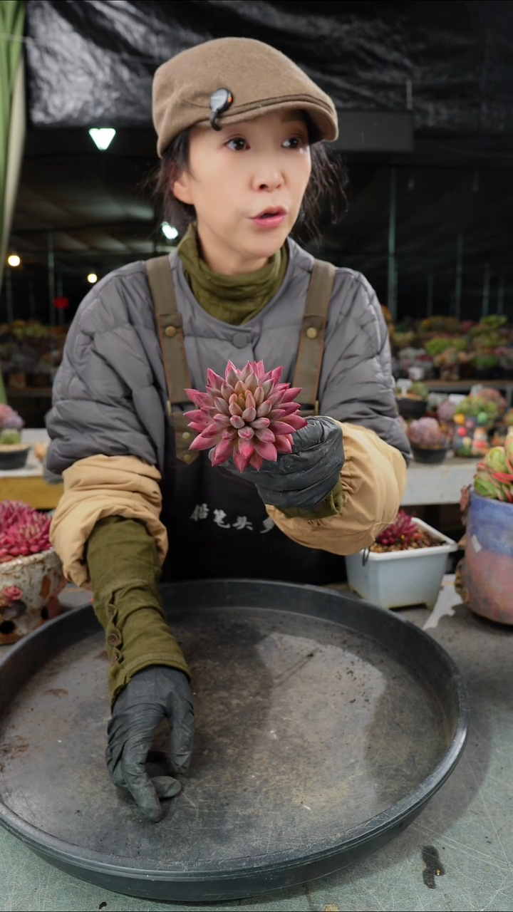 车厘子精控单头    
