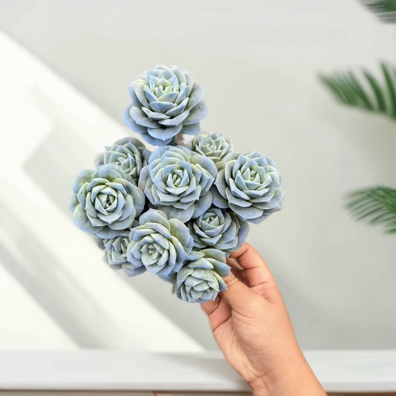 【蓝色妖姬】带盆带土新手好养活爆仔强 耐晒耐冻很好养 多肉植物