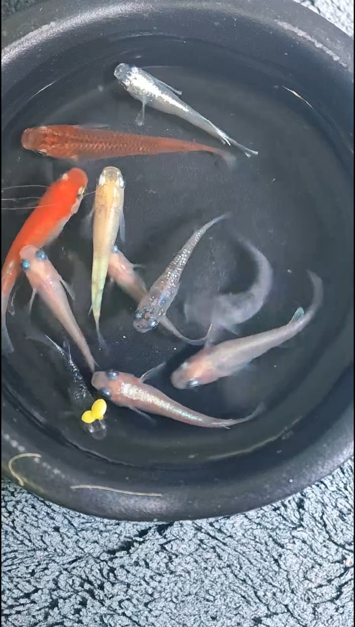 青鳉鱼观背青鳉01