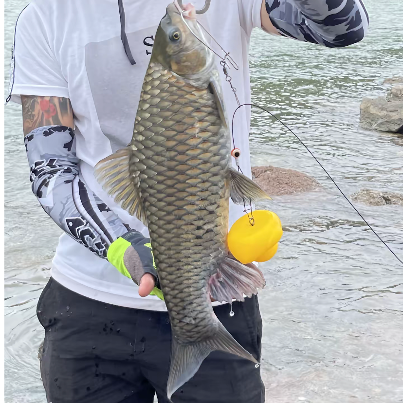 四川清波鱼  渔场直发  生态养殖