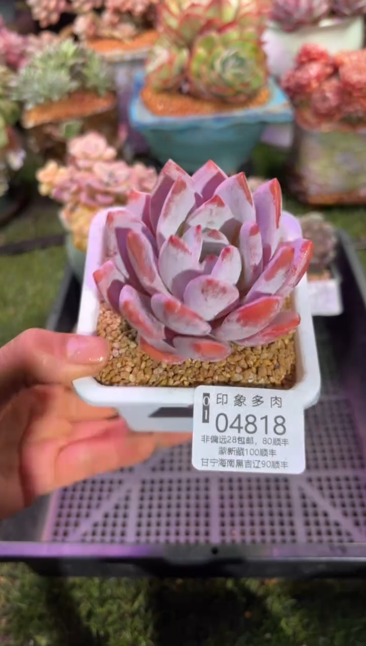 【闪购商品】04818