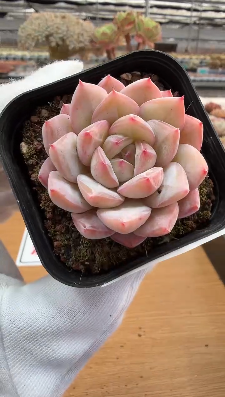 东云多肉园二店-188