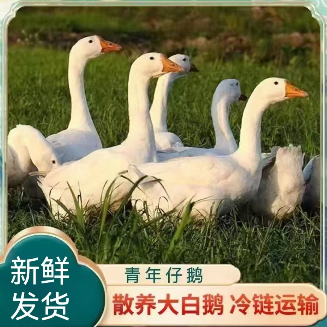 【小丽】农家散养大白鹅 青年鹅 2只净重9-10斤 杀好带心肝 