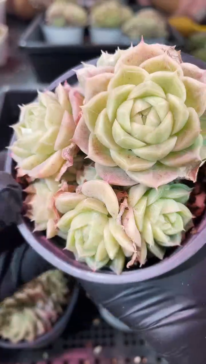 闪购2171  珍妮群多肉一颗  