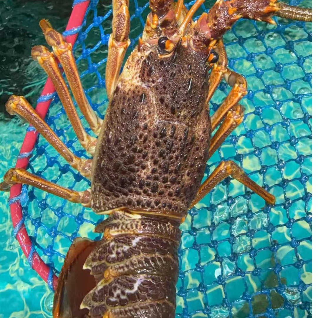 元旦特惠套餐6-8人餐