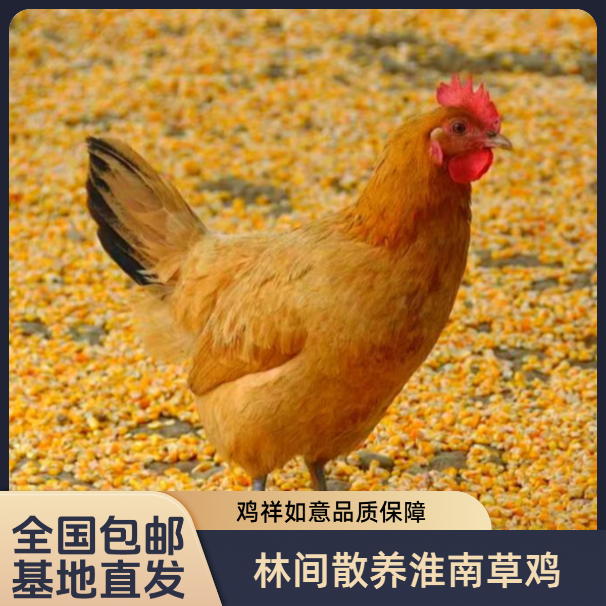 【淮南草鸡六只】单只三斤左右发货 漂亮美味整鸡好吃不贵肉质新鲜
