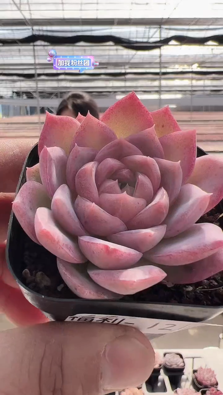 【闪购商品】福利款多肉-121