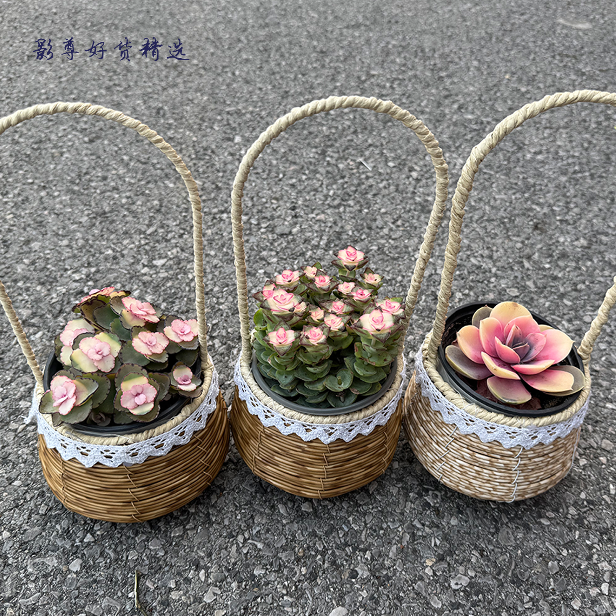 韩版高档多肉，萌到犯规！多肉界的 “小可爱” 组团来袭