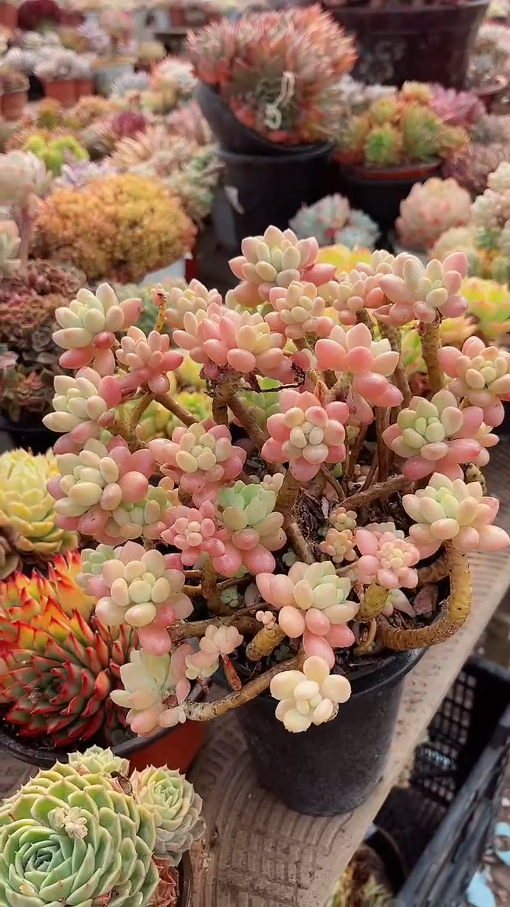 【闪购商品】14229